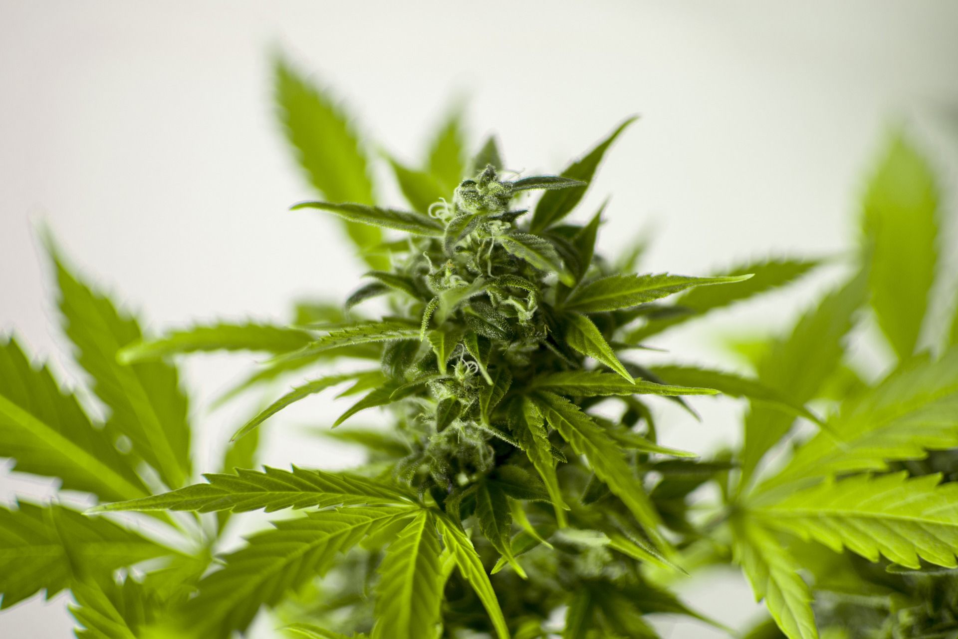 Medical Cannabis Benefits